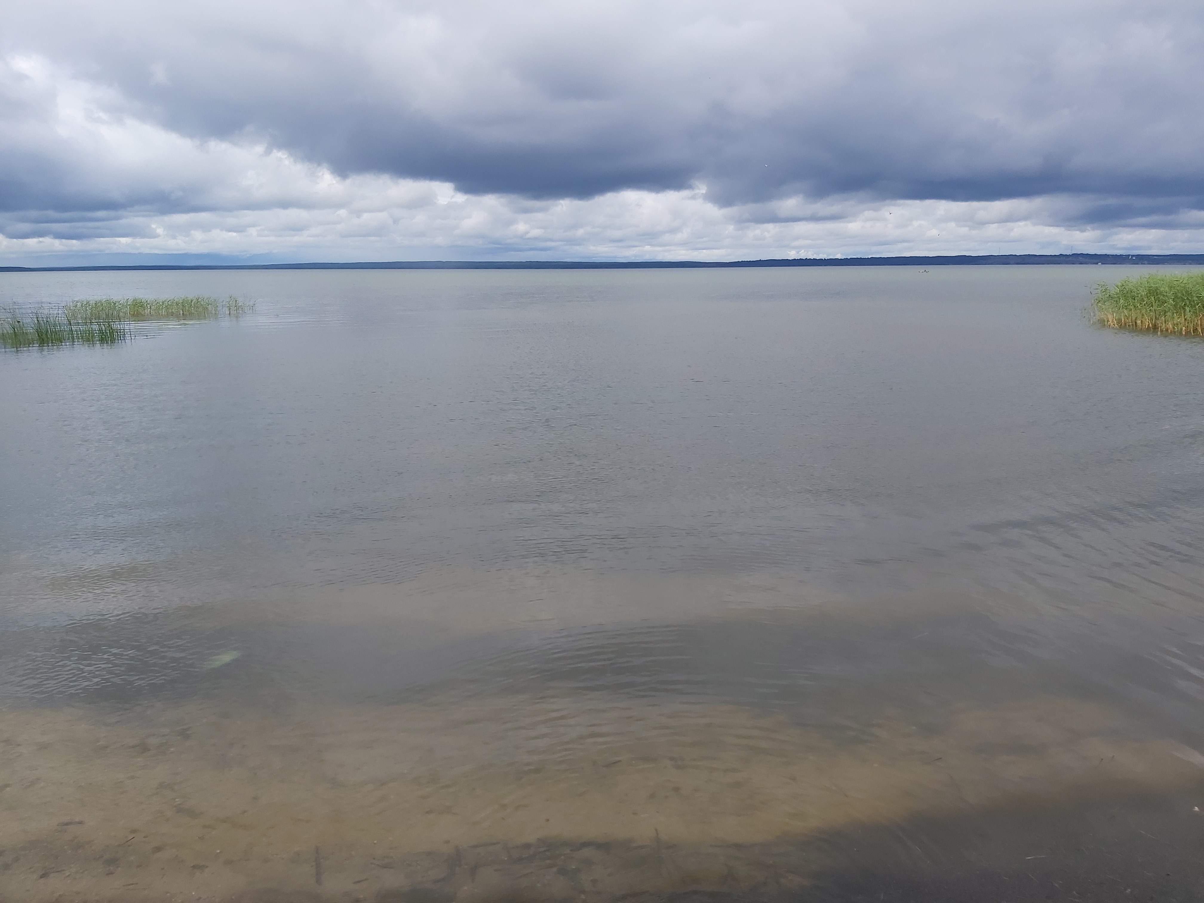Плещеево озеро рыба. Озера Ярославской области. Плещеево озеро ряпушка. Ярославль озеро.